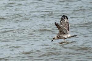 seagull flies and lands in the sea photo