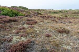 heather in bloom in the Schoorlse Duinen, Netherlands photo