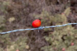 rose hip fruit on barbed wire photo
