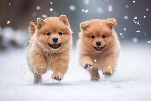 Two brown puppies running in the snow photo