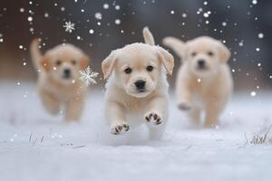 Three puppies running in the snow photo