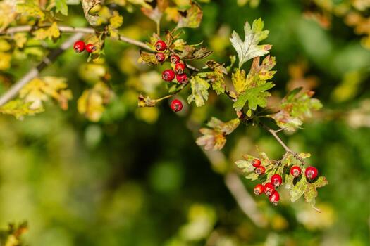 Red hawthorn berries grow on a bush. Red hawthorn berries in nature, autumn seasonal background. Crataegus monogyna. hawthorn. Branches with leaves and red berries in autumn photo