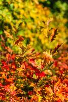 Close-up of green and red oak leaves on a branch with a blurred background, changing colors in autumn. Bright red oak photo