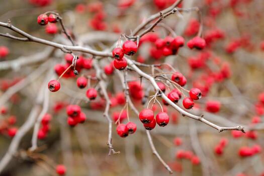 Red hawthorn berries grow on a bush in nature. Crataegus monogyna. Branches with leaves and red berries in autumn. photo