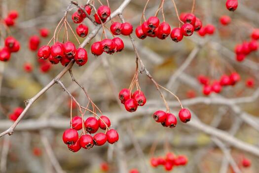 Hawthorn red berries grow on a bush. Hawthorn red berries in nature, autumn seasonal background. Crataegus monogyna. Hawthorn. Branches with leaves and red berries in autumn. photo