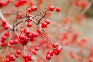 Red hawthorn berries growing on a bush in nature, autumn seasonal background. Crataegus monogyna. hawthorn. Branches with leaves and red berries in autumn photo