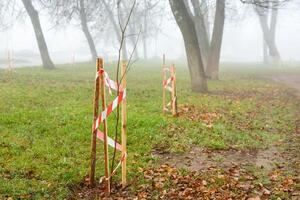Young trees with a protective support in a park lane, each supported by wooden pegs for extra stability. The supports are used to help the trees grow straight and protect them from damage photo