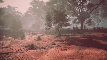 Foggy morning with sparse trees and reddish soil in a rural scene video