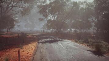 Foggy landscape with a deserted road through dense trees during early morning video