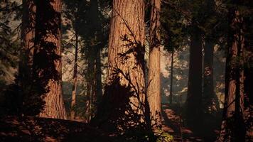 Majestic sequoia trees basking in afternoon sunlight within a peaceful forest video