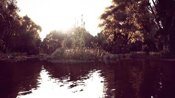 Tranquil lakeside view with golden sunlight filtering through trees at dusk video