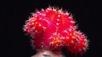 Gymnocalycium mihanovichii var. friedrichii rubrum form, a chlorophyll-free form of cactus grafted onto another species of cactus video