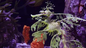 Leafy Seadragon Phycodurus eques swims in the water in search of food video
