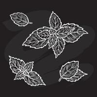 Mint leaves are drawn with a piece of chalk on a black board vector