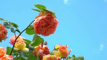 Busch von groß rot Rosen auf ein Hintergrund von Blau Himmel schwankend im das Wind im ein Sommer- botanisch Garten video