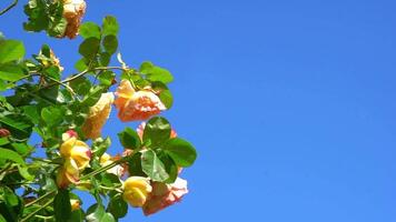 struik van groot rood rozen Aan een achtergrond van blauw lucht zwaaiend in de wind in een zomer botanisch tuin video