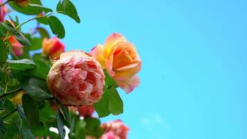 Bush of big red roses on a background of blue sky swaying in the wind in a summer botanical garden video