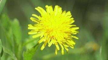 interminable champ avec épanouissement pissenlits balancement dans le vent dans printemps. faible coup de Jaune fleurs dans le vert herbe sur une couvert journée. video