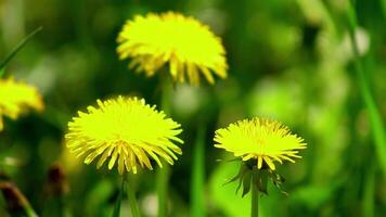 Endless field with blooming dandelions swaying in the wind in springtime. Low shot of yellow flowers in the green grass on a overcast day. video