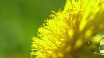 Endless field with blooming dandelions swaying in the wind in springtime. Low shot of yellow flowers in the green grass on a overcast day. video