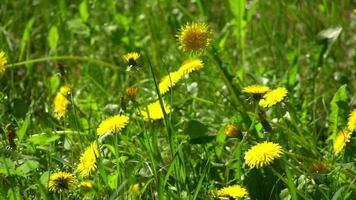 Endless field with blooming dandelions swaying in the wind in springtime. Low shot of yellow flowers in the green grass on a overcast day. video