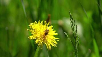 Endless field with blooming dandelions swaying in the wind in springtime. Low shot of yellow flowers in the green grass on a overcast day. video