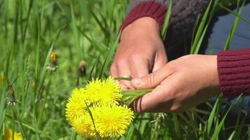 Close-up people tie dandelion stalks making a wreath of flowers Knitting wreath of dandelions on green meadow video