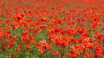 A large number of wild red poppies in the summer season under the yarim sun and blue sky bloomed in the field video