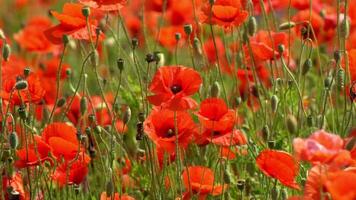 A large number of wild red poppies in the summer season under the yarim sun and blue sky bloomed in the field video