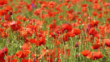 A large number of wild red poppies in the summer season under the yarim sun and blue sky bloomed in the field video