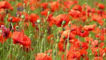 A large number of wild red poppies in the summer season under the yarim sun and blue sky bloomed in the field video