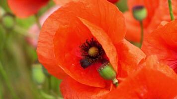 A large number of wild red poppies in the summer season under the yarim sun and blue sky bloomed in the field video