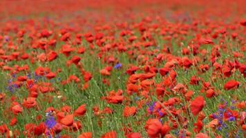 A large number of wild red poppies in the summer season under the yarim sun and blue sky bloomed in the field video