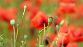 A large number of wild red poppies in the summer season under the yarim sun and blue sky bloomed in the field video