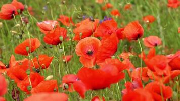 A large number of wild red poppies in the summer season under the yarim sun and blue sky bloomed in the field video