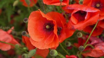 A large number of wild red poppies in the summer season under the yarim sun and blue sky bloomed in the field video