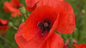 A large number of wild red poppies in the summer season under the yarim sun and blue sky bloomed in the field video