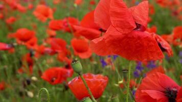 A large number of wild red poppies in the summer season under the yarim sun and blue sky bloomed in the field video
