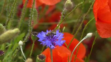 A large number of wild red poppies in the summer season under the yarim sun and blue sky bloomed in the field video