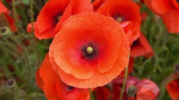 A large number of wild red poppies in the summer season under the yarim sun and blue sky bloomed in the field video