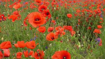 A large number of wild red poppies in the summer season under the yarim sun and blue sky bloomed in the field video