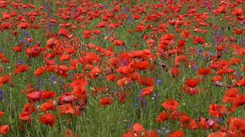 A large number of wild red poppies in the summer season under the yarim sun and blue sky bloomed in the field video