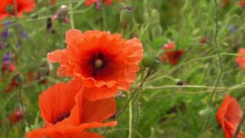 A large number of wild red poppies in the summer season under the yarim sun and blue sky bloomed in the field video