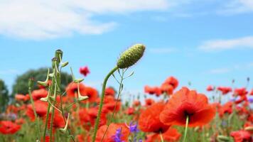 A large number of wild red poppies in the summer season under the yarim sun and blue sky bloomed in the field video