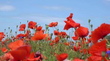 A large number of wild red poppies in the summer season under the yarim sun and blue sky bloomed in the field video