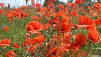 A large number of wild red poppies in the summer season under the yarim sun and blue sky bloomed in the field video