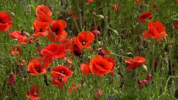 A large number of wild red poppies in the summer season under the yarim sun and blue sky bloomed in the field video