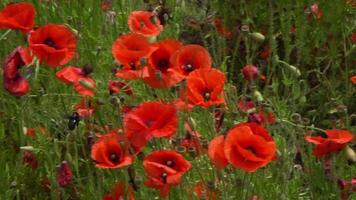 A large number of wild red poppies in the summer season under the yarim sun and blue sky bloomed in the field video
