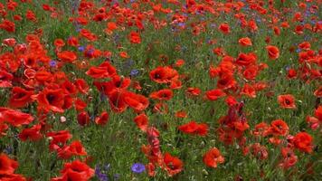 A large number of wild red poppies in the summer season under the yarim sun and blue sky bloomed in the field video