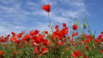 A large number of wild red poppies in the summer season under the yarim sun and blue sky bloomed in the field video